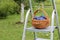 Basket of Plums on a Stepladder in Garden