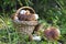 Basket with porcini mushrooms boletus edulisin the forest in the sun. Beautiful still life in nature. Summer mushroom picking