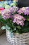 Basket of potted purple hydrangea or Hydrangea macrophylla in the flower shop.