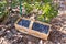 Basket or punnet made of plaited split pine strips, filled with freshly picked blueberries highbush blueberry