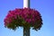 Basket with purple petunias on street pillar against blue sky