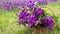 Basket with purple wild mallow in front of flowerfield