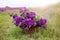 Basket with purple wild mallow in front of flowerfield