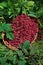 Basket of raspberries (Rubus idaeus)