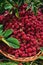 Basket of raspberries (Rubus idaeus)