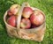 Basket of red apples on a grass on a solar glade