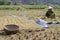 Basket, rice and a woman at work