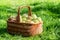 Basket with ripe apples on garden