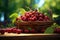 Basket of ripe cherries amidst a picturesque cherry orchard setting