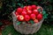 Basket with ripe red apples on a background of green bushes with red berries