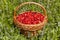 A basket of ripe strawberries in a meadow