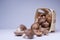 Basket of scattered mushrooms. Mushrooms dumped from a wooden basket.