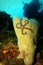 Basket sea star on sponge in coral reef scene