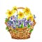 Basket of spring flowers. Daffodils and violets. Watercolor.