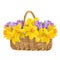 Basket with spring flowers isolated on white background. Wicker basket with crocuses and daffodils.