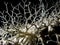 Basket Star (Gorgonocephalus eucnemis)