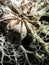 Basket Star (Gorgonocephalus eucnemis)