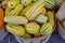 Basket of striped yellow and green delicata squash in the fall