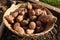 basket with sunroot above ground for growing. jerusalem artichoke plant for planting