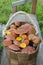 The basket of tasty mushrooms growing in the forest