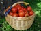 Basket of tomatoes