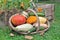 Basket of various squashes