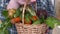 Basket with the vegetables in a hands of farmer