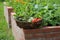 Basket with vegetables. Raised beds gardening in an urban garden growing plants herbs spices berries and vegetables