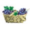 Basket wattled of veneer with fresh bunches of black grapes.