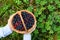 Basket with wild berries in hand on a background of green grass