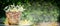 Basket with wild daisies over green nature background, side view, banner.