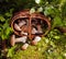 Basket of wild mushrooms