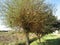 Basket willow or common osier or osier tree Salix viminalis with green leaves in spring . Tuscany, Italy