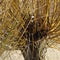 Basket willow, Salix viminalis in early spring