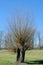 Basket Willow Salix viminalis Tree in Rhineland,Germany