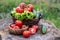 Basket and wooden plate with fresh vegetables (tomatoes, cucumber, chili pepers, dill and lettuce) on wooden background.