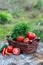Basket and wooden plate with fresh vegetables (tomatoes, cucumber, chili pepers, dill) on wooden background. Outdoor, in