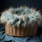 Basket with wool blanket for newborn photography, newborn photography background