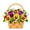 Basket with yellow and purple pansy flowers. Vector illustration.