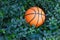 A basketball ball laying between green plants