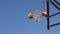 Basketball Flies Past the Basket