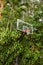 Basketball Hoop outdoors in tropical area green trees and plants in background