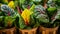 Baskets filled with vibrant multi colored chard leaves