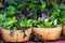 Baskets of fresh salad in farmer market