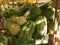 Baskets of fruit at the market in Omis, Croatia