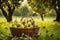 Baskets full of pears under a tree in a pear orchard