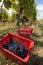 Baskets of grapes Sangiovese