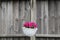 Baskets of hanging petunia flowers on balcony