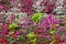 Baskets of hanging petunia flowers on balcony. Petunia flower in ornamental plant. Violet balcony flowers in pots. Background from