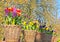 Baskets of tulips an hyacinthus